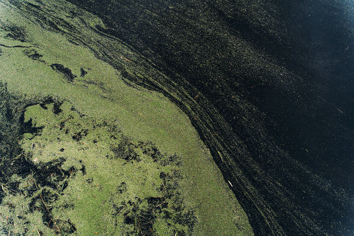 Texture d'algues à la surface d'une eau sombre
